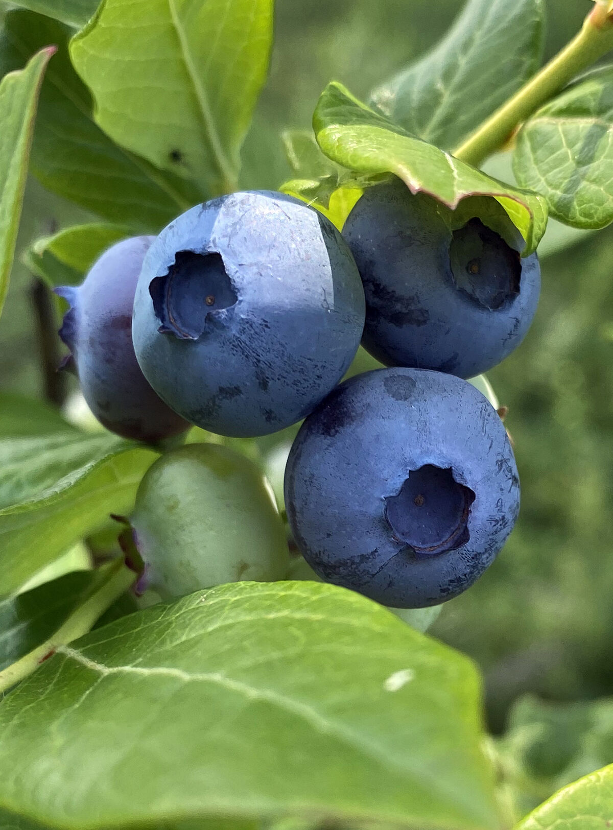 North Hollow Berry Farm blueberries